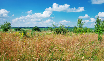 Wall Mural - green meadow and blue sky with clouds in summer