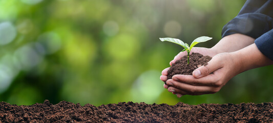 plant in the hand of a tree Ecological environment concept and forest conservation. taking care of the forest nature background