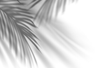 Leinwandbilder - Coconut Palm Leaves Shadow, Tropical Leaf Overlay, Sunbeam from window.