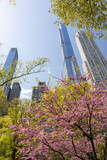 Fototapeta Kawa jest smaczna - Central Park blooming trees and skyscrapers