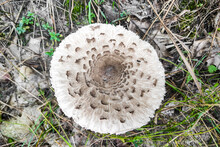 Mushroom Macrolepiota Procera Close-up.