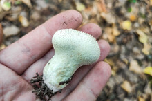 Lycoperdon Perlatum Mushroom In The Forest Close-up.