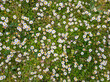 Meadow with daisies background