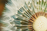 Fototapeta Dmuchawce - Macro shot of fluffy dandelion seeds on a bud.