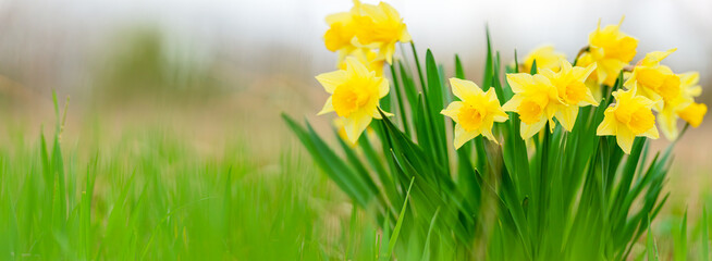 Wall Mural - Blooming yellow daffodils among green grass outdoors. Low angle view. Web banner with copy space.