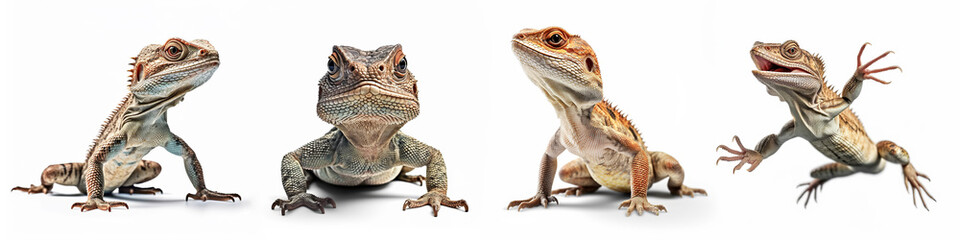 Wall Mural - animals reptiles amphibians lizards pets banner panorama long - collection of funny sitting, jumping