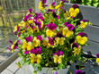 Yellow-purple pansies in a pot. Garden on the balcony.
