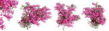 Set Of Bougainvillea Flower Plants, Isolated On Transparent Background. 3D Render.