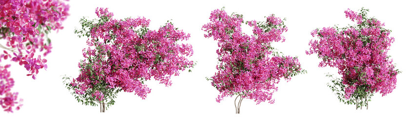 Fototapete - Set of Bougainvillea flower plants, isolated on transparent background. 3D render.
