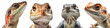 Animals reptiles amphibians lizards pets banner panorama long - Collection portrait head closeup of funny reptile amphibian lizard , isolated on white background, Generative Ai