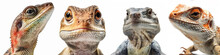 Animals Reptiles Amphibians Lizards Pets Banner Panorama Long - Collection Portrait Head Closeup Of Funny Reptile Amphibian Lizard , Isolated On White Background, Generative Ai