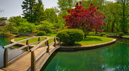 Wall Mural - Japanese Garden at Roger Williams Park, Providence, Rhode Island, a footbridge over the pond, red maple and manicured evergreen trees on the island