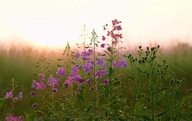 Wall Mural - abstract natural background with purple flowers on morning meadow. lilac flowers of Ivan tea, kiprei plant (epilobium). useful herbs for herbal infusion, Traditional Koporye Tea Decoction.