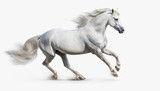 Fototapeta Konie - Gorgeously majestic beautiful Horse, White Horse, Strong horse