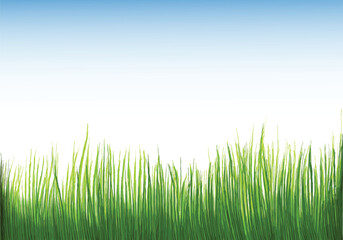 Sticker - beautiful green grass isolated background
