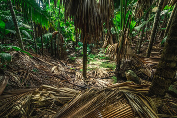  Jungle undergrowth in Vallee de Mai