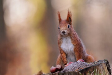 Wall Mural - A cute european red squirrel sitting on the tree stump. Closeup portrait of a cute animal.  Sciurus vulgaris