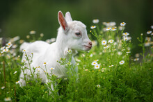 Baby Goat Standing On Green Grass With White Flowers