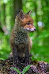 Canvas Print - Red fox, vulpes vulpes, small young cub in forest on tree stump. Wildlife scene from nature