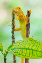 Wall Mural - albino iguana on a branch