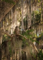 Wall Mural - A barred owl in a mossy oak tree in Everglades National Park, Florida.