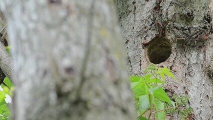 Wall Mural - New life in the forest, the great spotted woodpecker on nest (Dendrocopos major)