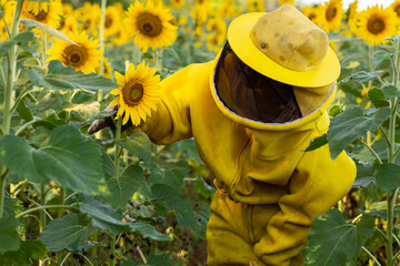 Uma apicultora com roupas típicas, visitando uma plantação de girassóis. Uma apicultora inclinando-se para apreciar uma flor.