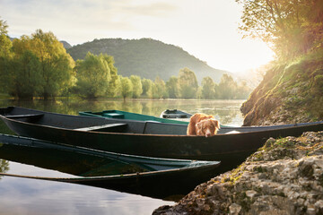 Wall Mural - dog in the boat. The Nova Scotia Duck Tolling Retriever at sun. Travel and adventure with a pet in nature