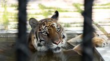 A Caged Tiger Takes A Dip In The Water At The Zoo During The Day.