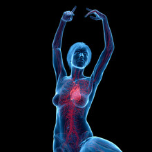 3D Rendered Medical Illustration Of Female Anatomy - Cardiovascular System