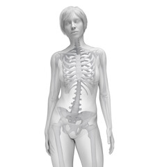 Poster - 3D Rendered Medical Illustration of Female Anatomy - Skeletal System.