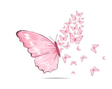 Pink Butterfly On White Background