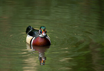 Wall Mural - Male wood duck swimming on a lake in Kent, UK. This colorful duck with beautiful plumage is swimming towards the camera. Wood duck or Carolina duck (Aix sponsa) in Kelsey Park, Beckenham, London.