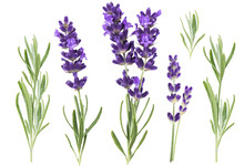 PNG Lavender Flowers And Herb Leaves Isolated