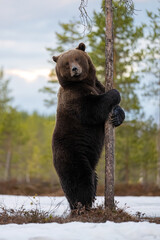 Wall Mural - brown bear hugging a tree