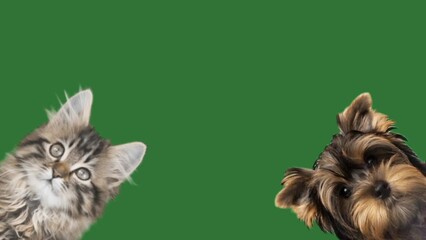 Sticker - dog and cat on green screen