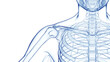 3d medical illustration of a man's shoulder