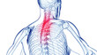 3d medical illustration of a man's thoracic spine. back pain