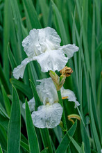 White Irises In Bloom