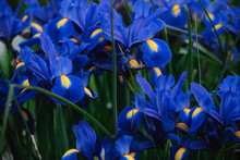 Full Bloom Trend. Shallow Depth Of Field. Several Blue Irises With Yellow Spots Are Blooming In A Flower Bed. Fragrant Flowers In The Spring Garden.