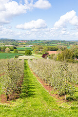 Wall Mural - A modern apple orchard in blossom near Castle Frome in the Frome Valley, Herefordshire, England UK