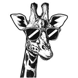 Fototapeta  - giraffe wearing sunglasses sketch, funny giraffe illustration