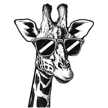 Giraffe Wearing Sunglasses Sketch, Funny Giraffe Illustration