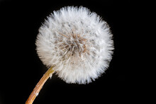 Close-up, Macro Shot Of A Whole Dandelion In Front Of A Black Background.