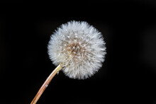 Close-up, Macro Shot Of A Whole Dandelion In Front Of A Black Background.