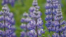 Lupines On The South Coast Of Iceland