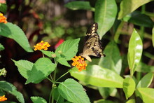 Giant Swallowtail Butterfly On Flower