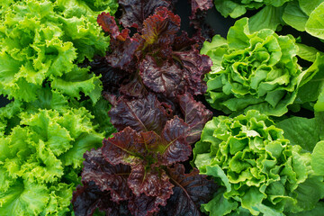 Wall Mural - farm leaf lettuce garden field