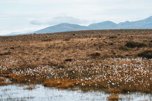 Mountain Range With White Cotton Flowers In Foreground, Iceland Nature