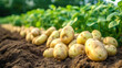 european potatoes on a farmland, generative ai
